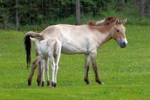 horses-with-child
