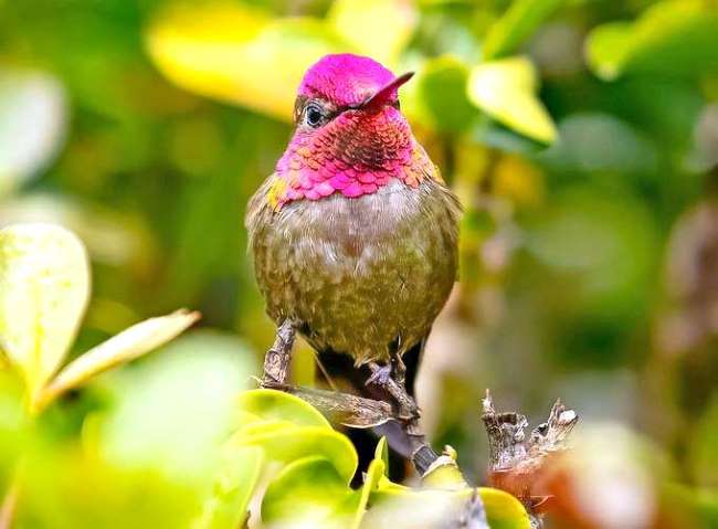 Annas-hummingbird