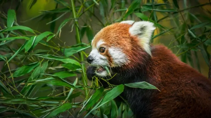 Bamboo eating red panda