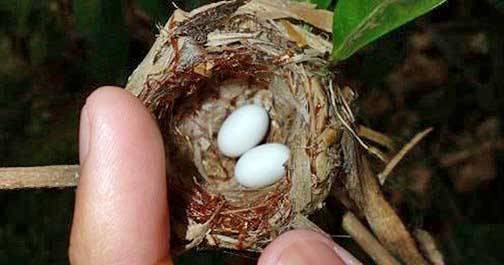 Hummingbird Nest with tiny eggs