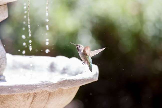 Hummingbird attracted towards bath
