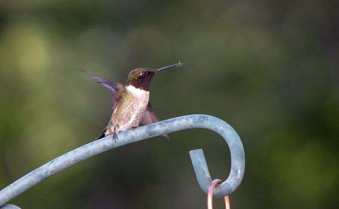 Hummingbird eats insects1