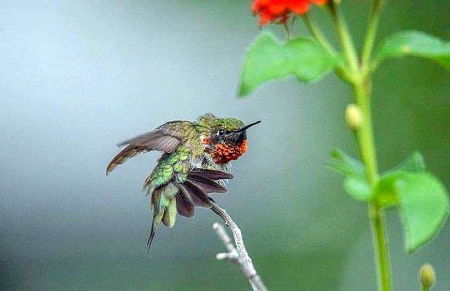 Hummingbird guarding his feeding area
