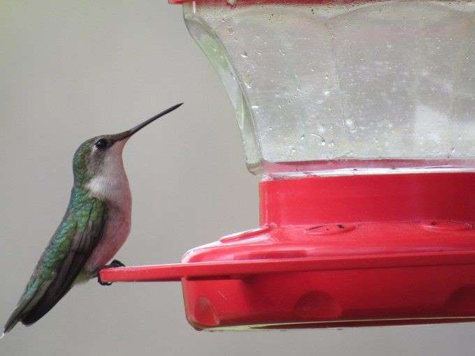 Hummingbird at a sugar water feeder