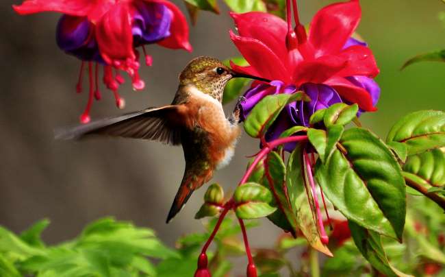 Hummingbirds feeding nectar flower