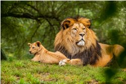 Lions with cub feature