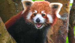 Red Panda cute looking animal