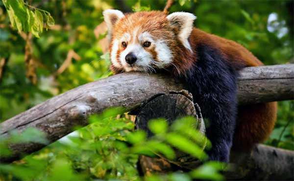 Facts about a Red Panda - Fact Forever