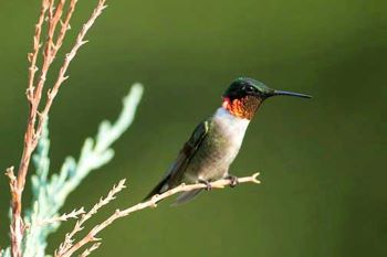 The Male Ruby-Throated Hummingbird