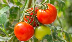 Tomato-is-veg-or-fruit