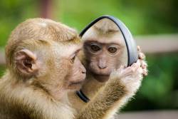 Monkey-with-mirror