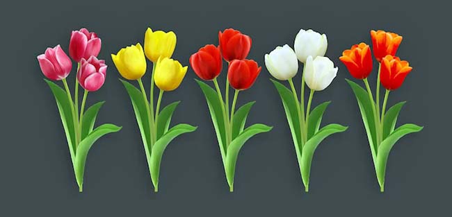 Tulip-flower-originated from-turkey